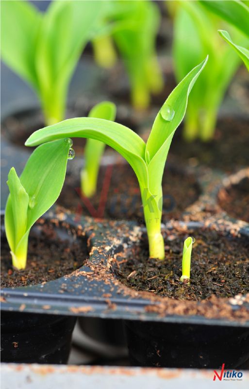 Cây con phát triển trong khay ươm hạt giống Ecotray
