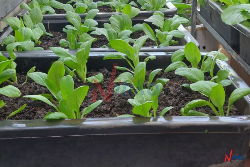 Khay trồng rau thông minh được làm từ nhựa PP bền bỉ và chắc chắn