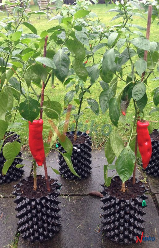 Cách trồng ớt trong bầu ươm thông minh đạt hiệu quả cao (phần 2)