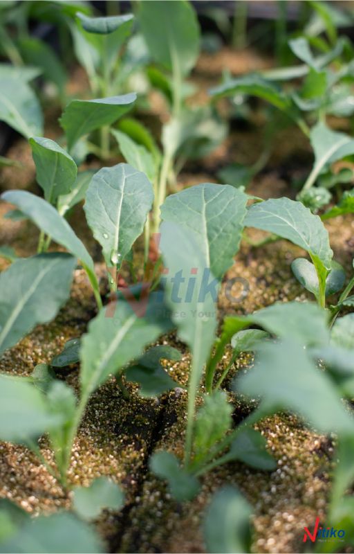 Tất tần tật về tưới tự động cho câu trồng