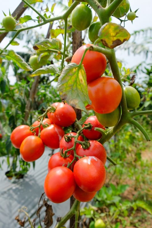 Các loại rau củ quả dễ trồng trong chậu ngay tại nhà