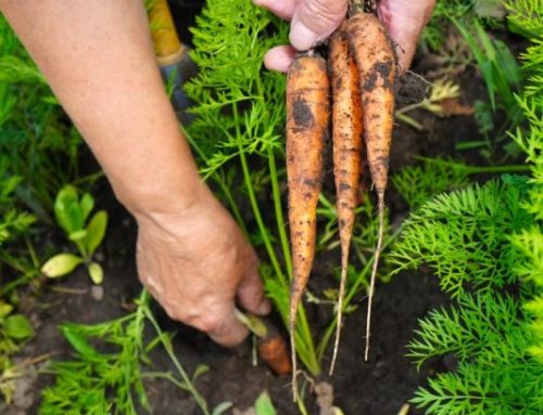 Điểm danh 12 loại rau củ có thể trồng tại nhà