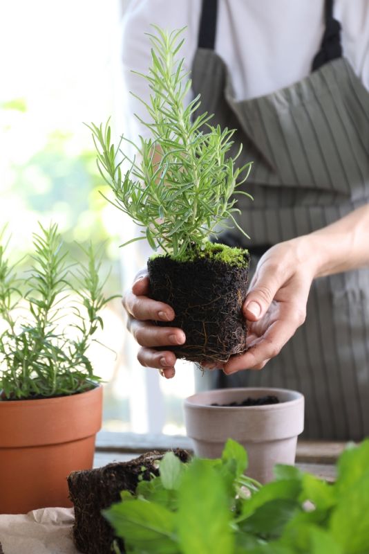 Cách Trồng Cây Hương Thảo đơn Giản Tại Nhà