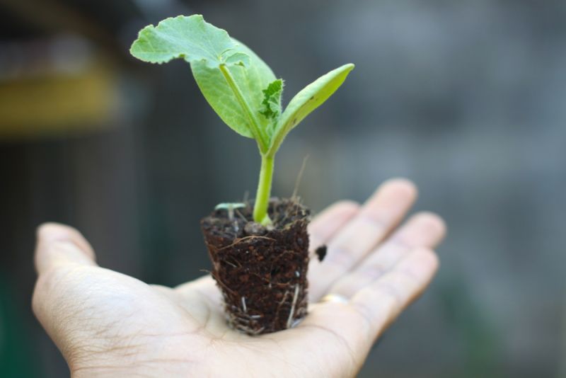 Chọn đúng cây, trồng đúng loại cho ban công vườn nhà