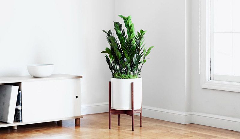 Cây Kim Tiền trồng và phát triển tốt trong nhà