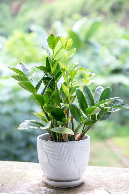 Cách trồng và chăm sóc cây Kim Tiền trong nhà