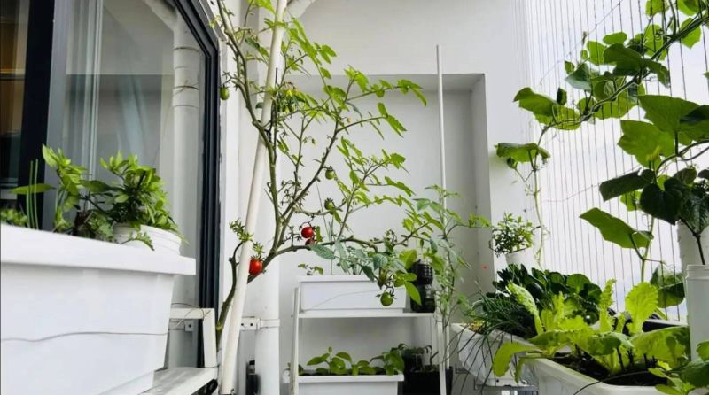 Checklist cần chuẩn bị để có một khu vườn rau tại ban công chung cư 1 Trồng rau tại ban công chung cư dần trở thành xu hướng phổ biến