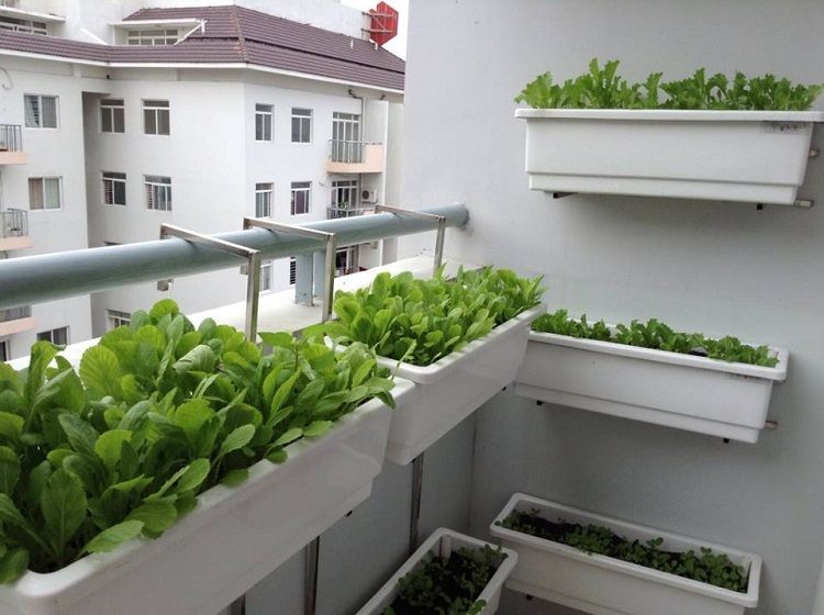 Checklist cần chuẩn bị để có một khu vườn rau tại ban công chung cư 2 Trồng rau trong chậu để tăng tính thẩm mỹ cho căn hộ