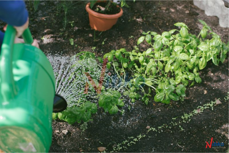 Kinh nghiệm thực tế luôn là quan trọng nhất trong việc làm vườn