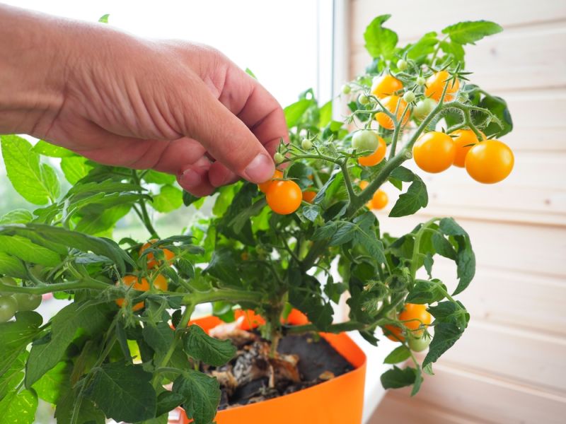 Trồng rau sân thượng: Bí quyết tiết kiệm và sống khỏe của nội trợ hiện đại 3 Cung cấp nguồn rau sạch cho gia đình