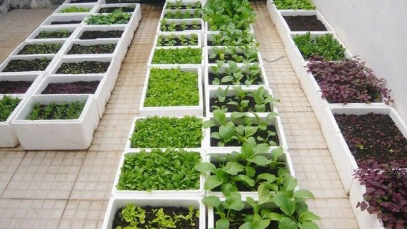 Lý do thùng xốp được ưa chuộng để trồng rau tại nhà
