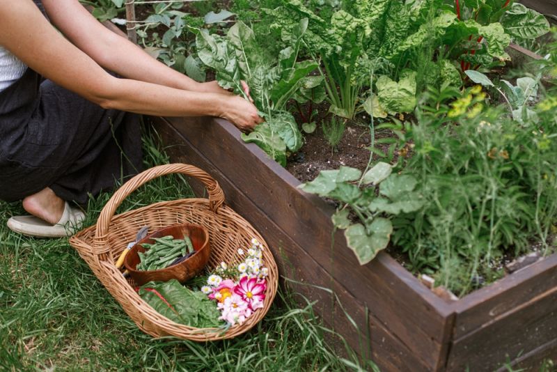 Mẹo chăm sóc cây trồng xanh tốt khi vắng nhà nhiều ngày