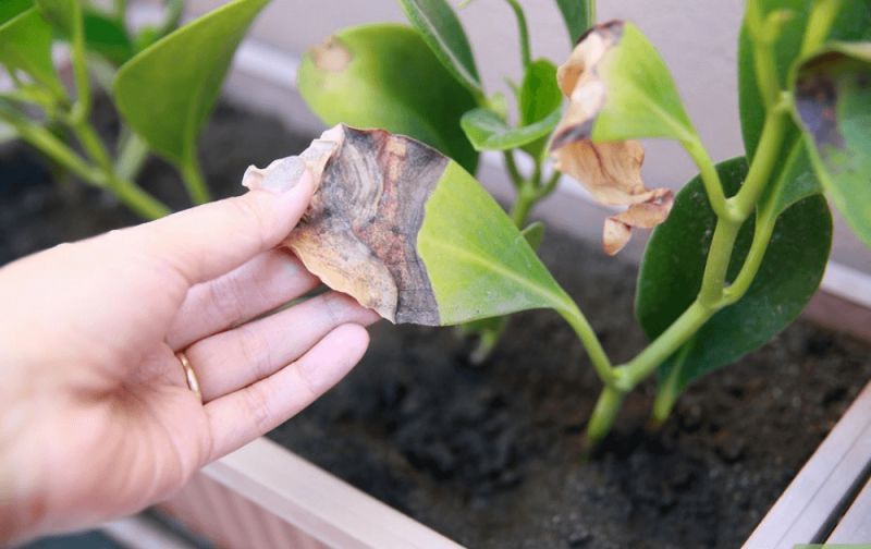 Dấu hiệu cây vàng lá khi bị úng nước