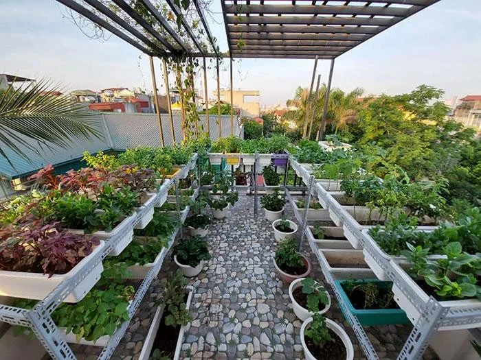 Mô hình trồng rau bằng giàn sắt