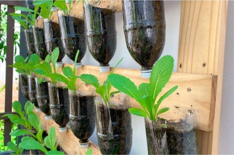 Trồng rau bằng chai nhựa tái chế