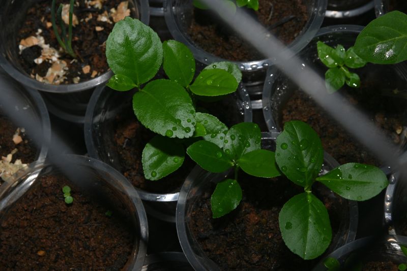 Tại sao cây dễ úng nước vào mùa mưa?