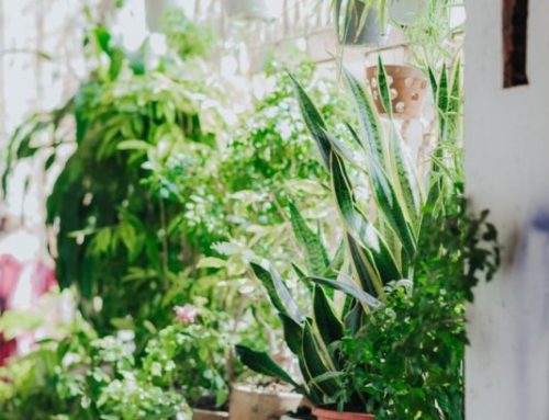 Bỏ túi ngay 12 mẹo tưới cây tiết kiệm nước cho vườn nhà