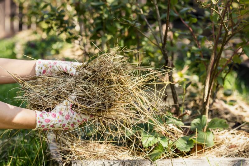 Phủ Rơm Rạ, Mùn Cưa, Lá Khô Hoặc Vỏ Cây Quanh Gốc Sẽ Giúp đất Giữ ẩm Lâu Hơn