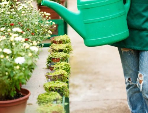 So sánh bộ cuộn ống tưới và tưới thủ công về hiệu quả sử dụng và chi phí