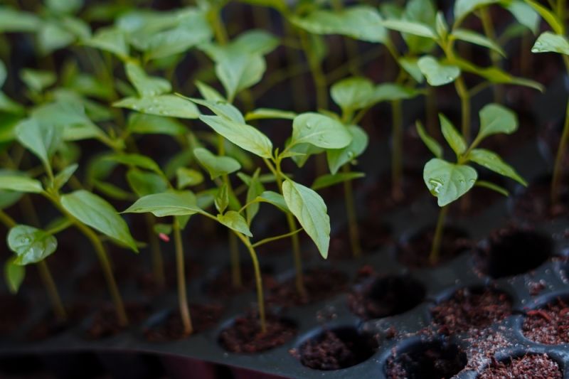 Những loại rau phù hợp trồng trong chậu ngay tại nhà 1 Điểm qua những loại rau phù hợp trồng trong chậu