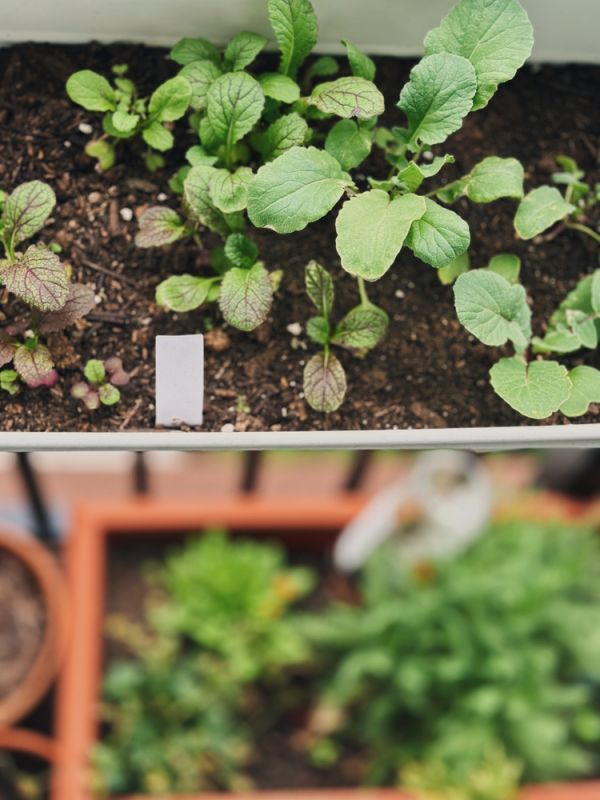 Những loại rau phù hợp trồng trong chậu tại nhà