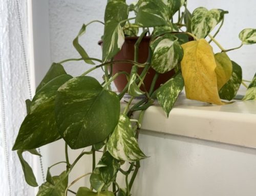 Bao lâu tưới cây 1 lần? Gợi ý lịch tưới cây phù hợp cho từng loại cây