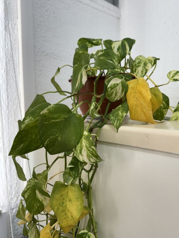 Bao lâu tưới cây 1 lần? Gợi ý lịch tưới cây phù hợp cho từng loại cây