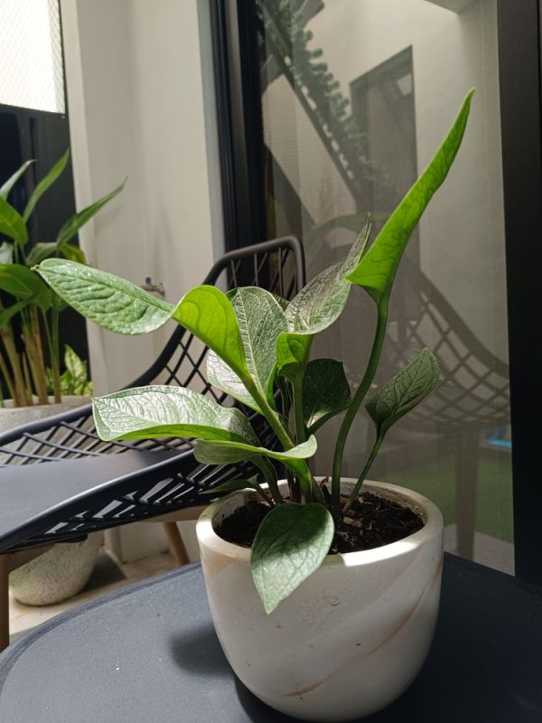 Phơi nắng cho cây bao lâu là đủ?