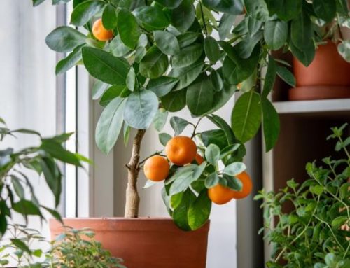 Mẹo tưới cây bằng nguyên liệu nhà bếp tiết kiệm mà ít ai biết đến