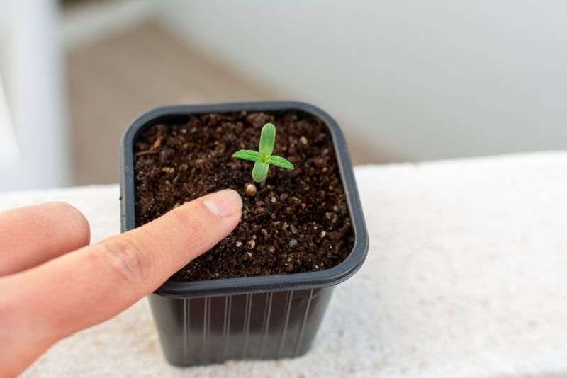 Kiểm tra độ ẩm đất trước khi tưới