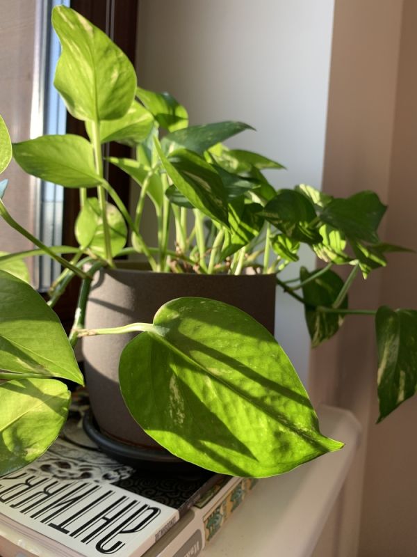 Phơi nắng cho cây trồng bao lâu là đủ để đạt hiệu quả? 1 Xác định đúng nhu cầu phơi nắng của từng nhóm cây