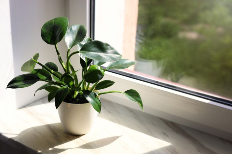 Cách giữ ẩm đất cho cây trồng trong chậu vào mùa nắng 4 Vị trí đặt chậu cây cũng ảnh hưởng đến khả năng giữ ẩm của đất trồng chậu