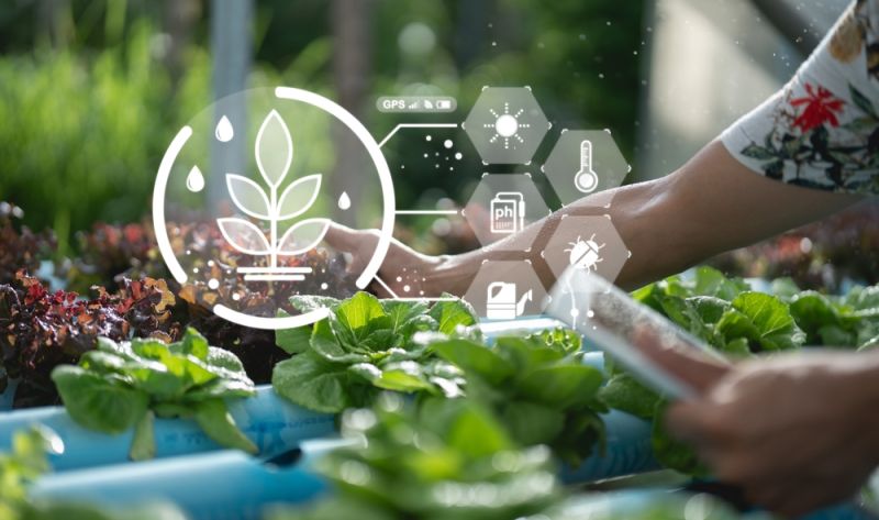 Các loại rau dễ trồng vào mùa hè tại nhà bạn nên biết 2 Lưu ý khi chăm sóc rau trồng mùa hè