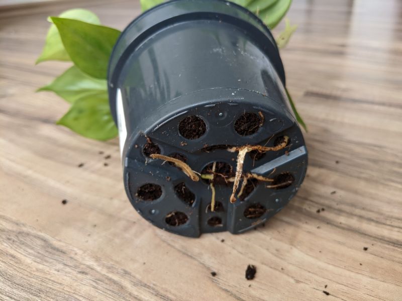 Khi nào nên thay chậu cho cây? Hướng dẫn nhận biết đúng thời điểm 1 Hiện tượng rễ mọc lộ ra ngoài chậu