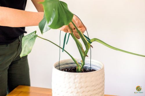 Khi nào nên thay chậu cho cây? Hướng dẫn nhận biết đúng thời điểm 3 Cây bị nghiêng lệch, mất cân bằng trọng tâm