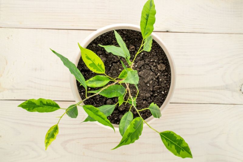 Khi nào nên thay chậu cho cây? Hướng dẫn nhận biết đúng thời điểm 2 Đất trồng bị chai cứng
