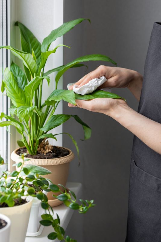 Mẹo làm sạch lá cây đúng cách giúp cây lọc khí tốt & luôn xanh bóng