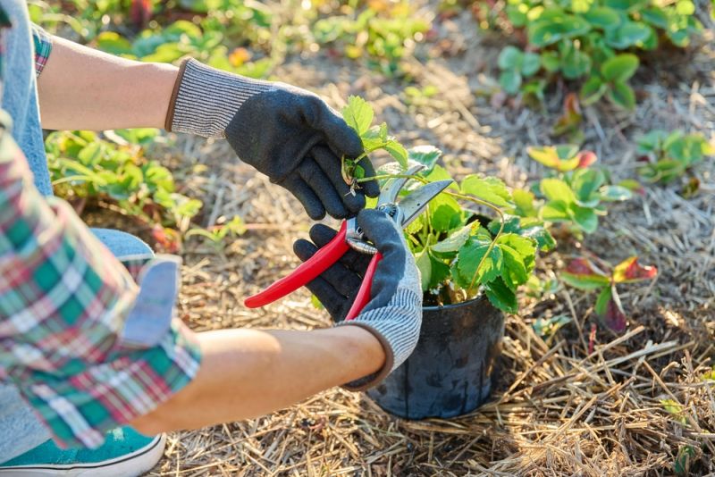 Nên cắt tỉa cây vào lúc nào?