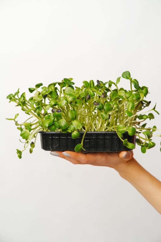 Hướng dẫn cách trồng cải mầm bằng khay nhựa đơn giản tại nhà