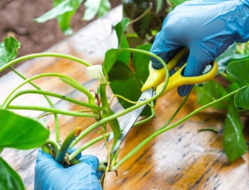 Nên cắt tỉa cây vào lúc nào? Thời điểm vàng giúp cây phát triển khỏe mạnh