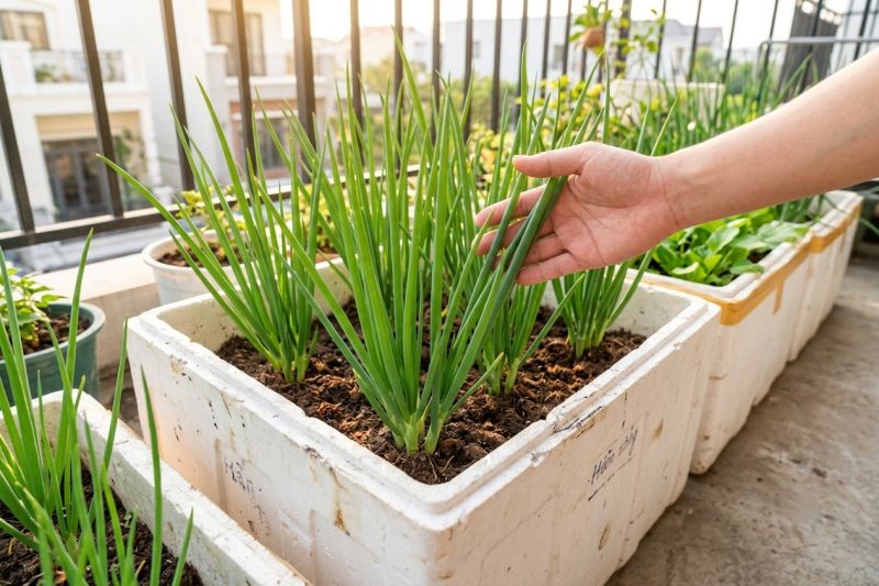 Cách trồng hành lá đơn giản tại nhà